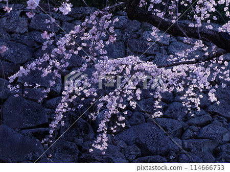 Enchanting cherry blossoms on a stone wall 114666753