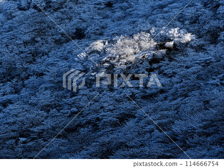 Sunlit trees on snowy mountains 114666754