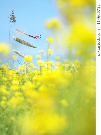 Carp streamers wrapped in rape blossoms Carp streamers wrapped in rape blossoms 114666755