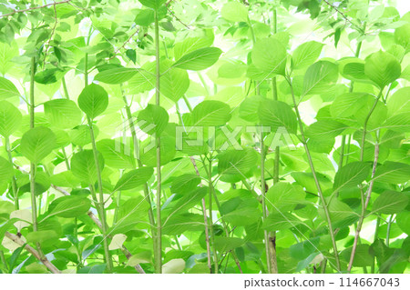 陽光明媚清新綠色森林 114667043