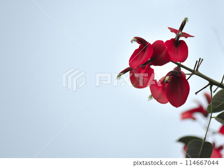 紅花/美國Deigo 紅花/美國Deigo 114667044