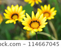 Colorful Gazania flowers 114667045