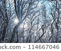 Flashes of winter trees 114667046