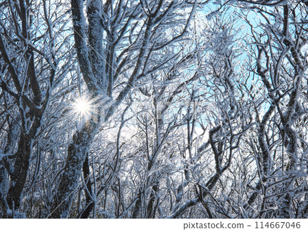 Flashes of winter trees 114667046