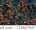 Suzuragi's persimmon fruit 114667047