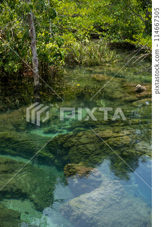 Transparent green and blue stream the tree roots and rocks under the water. Thapom Klong Song Nam in Krabi, Thailand 114667305