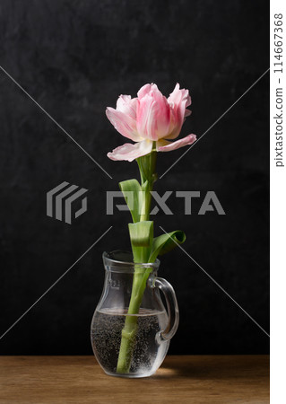 A beautiful terry pink tulip flower in a glass jug 114667368