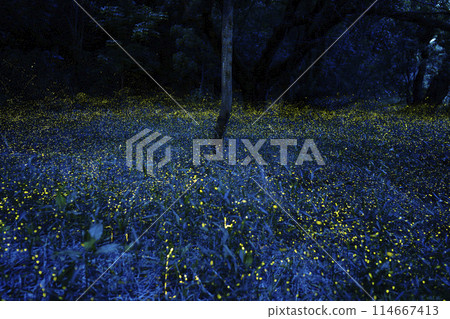 A small star blooming in the forest, the fireflies dancing wildly 114667413