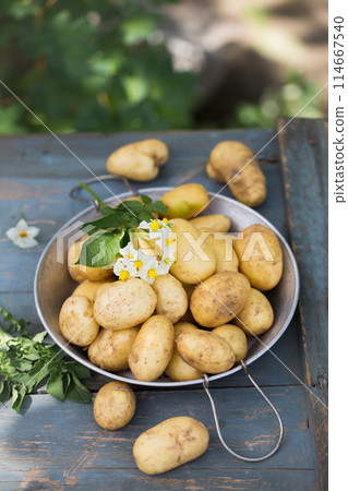 Fresh new potatoes in a sieve Fresh new potatoes in a sieve 114667540