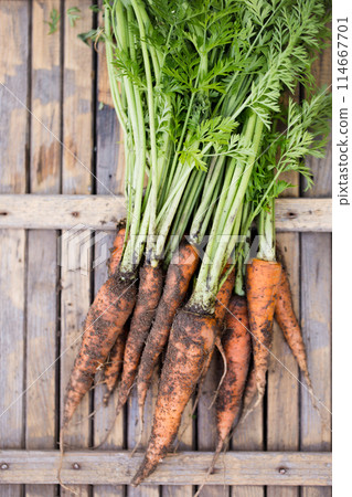 Dirty carrots with tops 114667701