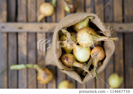 Harvest organic onions 114667739