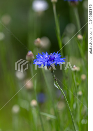 Yagurumagiku 114668576