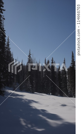 Sunlight streams through a forest, casting long shadows on the snowy ground, with tall pine trees lining the path 114668703