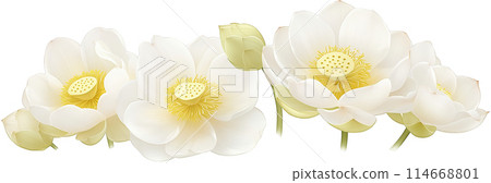 Row of white lotus flowers in full bloom and buds, with green leaves at the bottom 114668801