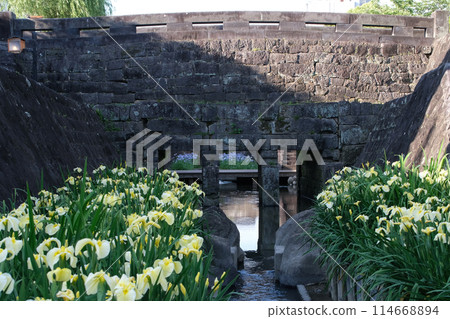 高瀨浦川海濱綠公園的菖蒲 高瀨浦川海濱綠公園的菖蒲 114668894