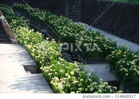 Iris at Takaseura River Waterfront Park 114668917