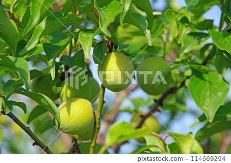 Plum fruits Plum fruits 114669294