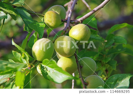 Plum fruits 114669295