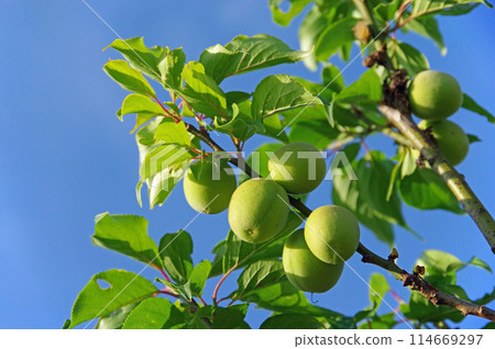 Plum fruits Plum fruits 114669297