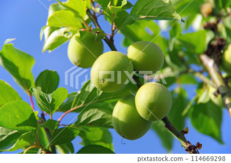 Plum fruits Plum fruits 114669298