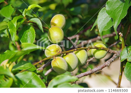 Plum fruits Plum fruits 114669300
