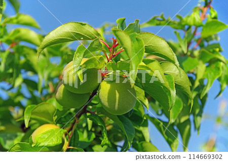 Plum fruits 114669302