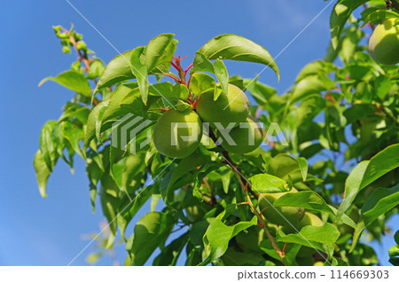 Plum fruits 114669303