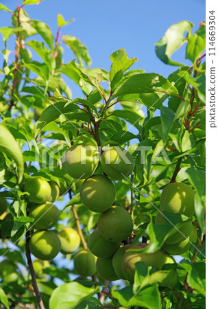 Plum fruits Plum fruits 114669304