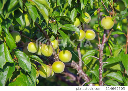 Plum fruits 114669305
