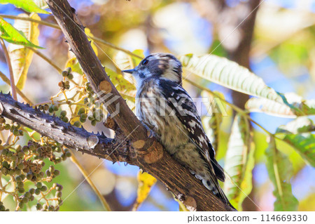 The smallest woodpecker in Japan The smallest woodpecker in Japan 114669330