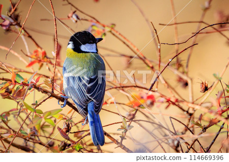 熟悉的野鳥大山雀與可愛的胸口 114669396