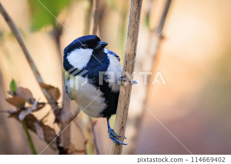 熟悉的野鳥大山雀與可愛的胸口 熟悉的野鳥大山雀與可愛的胸口 114669402