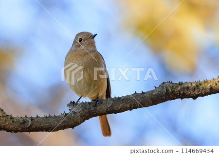 雌性達烏爾紅尾鴝是一種冬季鳥類,因其可愛的行為而受到人們的喜愛,綽號為喬維科。 雌性達烏爾紅尾鴝是一種冬季鳥類,因其可愛的行為而受到人們的喜愛,綽號為喬維科。 114669434