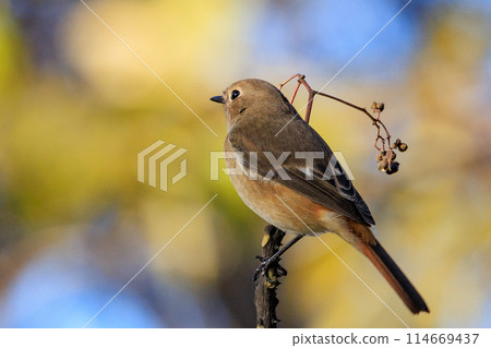 A female Daurian Redstart, a winter bird loved for its cute behavior and nicknamed Joviko. A female Daurian Redstart, a winter bird loved for its cute behavior and nicknamed Joviko. 114669437