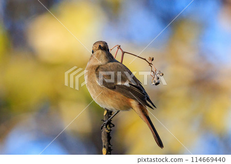雌性達烏爾紅尾鴝是一種冬季鳥類，因其可愛的行為而受到人們的喜愛，綽號為喬維科。 114669440