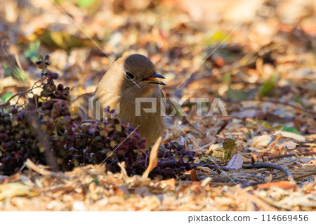 雌性達烏爾紅尾鴝是一種冬季鳥類,因其可愛的行為而受到人們的喜愛,綽號為喬維科。 雌性達烏爾紅尾鴝是一種冬季鳥類,因其可愛的行為而受到人們的喜愛,綽號為喬維科。 114669456