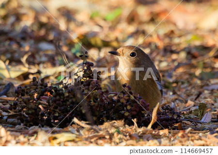 雌性達烏爾紅尾鴝是一種冬季鳥類，因其可愛的行為而受到人們的喜愛，綽號為喬維科。 114669457