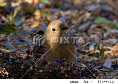A female Daurian Redstart, a winter bird loved for its cute behavior and nicknamed Joviko. A female Daurian Redstart, a winter bird loved for its cute behavior and nicknamed Joviko. 114669458