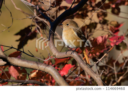A female Daurian Redstart, a winter bird loved for its cute behavior and nicknamed Joviko. 114669468