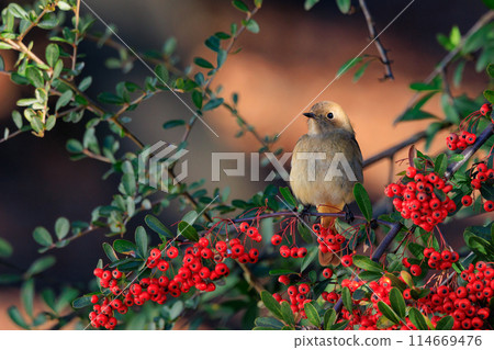 雌性達烏爾紅尾鴝是一種冬季鳥類，因其可愛的行為而受到人們的喜愛，綽號為喬維科。 114669476