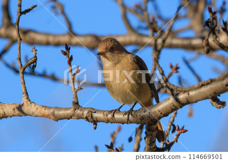 A female Daurian Redstart, a winter bird loved for its cute behavior and nicknamed Joviko. 114669501