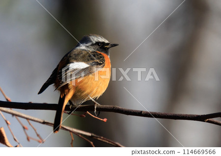 可愛的冬季鳥類達里安Redstart 114669566