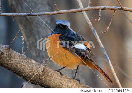 Adorable winter bird Daurian Redstart 114669599