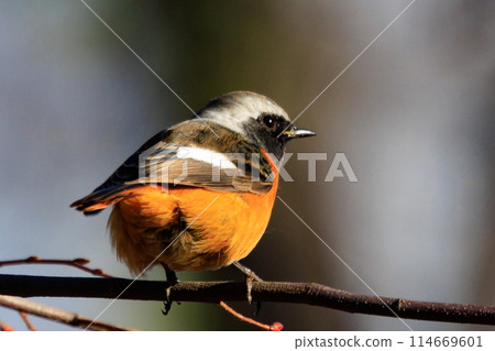 Adorable winter bird Daurian Redstart 114669601