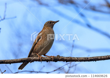 蒼白的畫眉，一種喜歡獨自行動並跳躍尋找食物的冬鳥 114669626