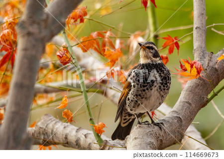 一種以畫眉命名的冬鳥，因為它在夏季遷徙中消失時再也聽不見。 114669673