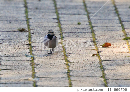 Black-backed wagtail, a wild bird that has low alertness to humans and may approach humans Black-backed wagtail, a wild bird that has low alertness to humans and may approach humans 114669706