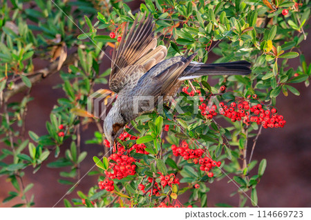 Bulbul,一種稀有鳥類,在日本很熟悉,但在國外卻很活潑而引人注目 Bulbul,一種稀有鳥類,在日本很熟悉,但在國外卻很活潑而引人注目 114669723