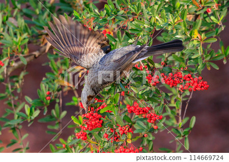 Bulbul,一種稀有鳥類,在日本很熟悉,但在國外卻很活潑而引人注目 Bulbul,一種稀有鳥類,在日本很熟悉,但在國外卻很活潑而引人注目 114669724