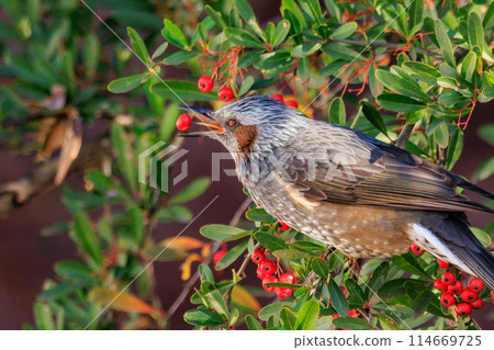Bulbul，一種稀有鳥類，在日本很熟悉，但在國外卻很活潑而引人注目 114669725